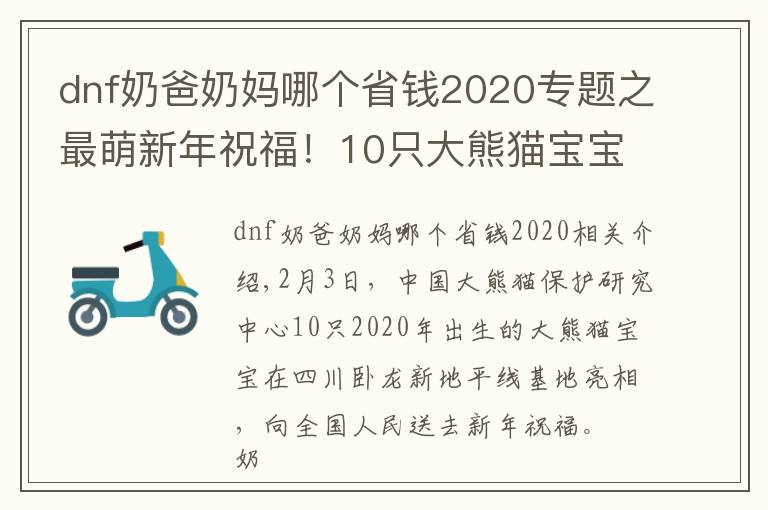 dnf奶爸奶妈哪个省钱2020专题之最萌新年祝福！10只大熊猫宝宝向全国人民“拜年”
