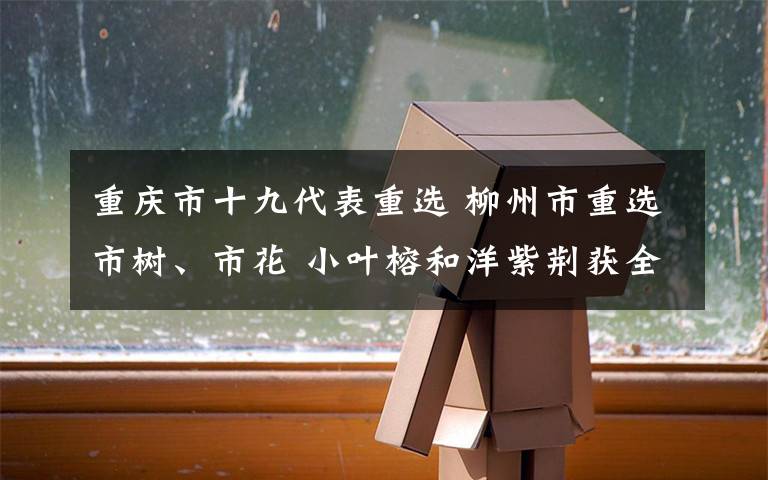 重庆市十九代表重选 柳州市重选市树、市花 小叶榕和洋紫荆获全票推选