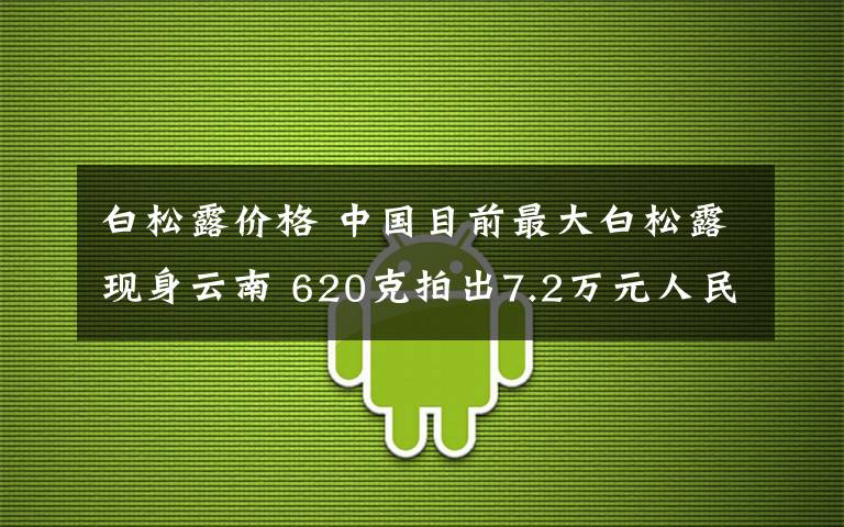 白松露价格 中国目前最大白松露现身云南 620克拍出7.2万元人民币