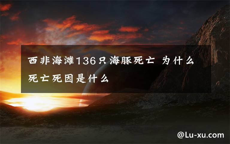 西非海滩136只海豚死亡 为什么死亡死因是什么