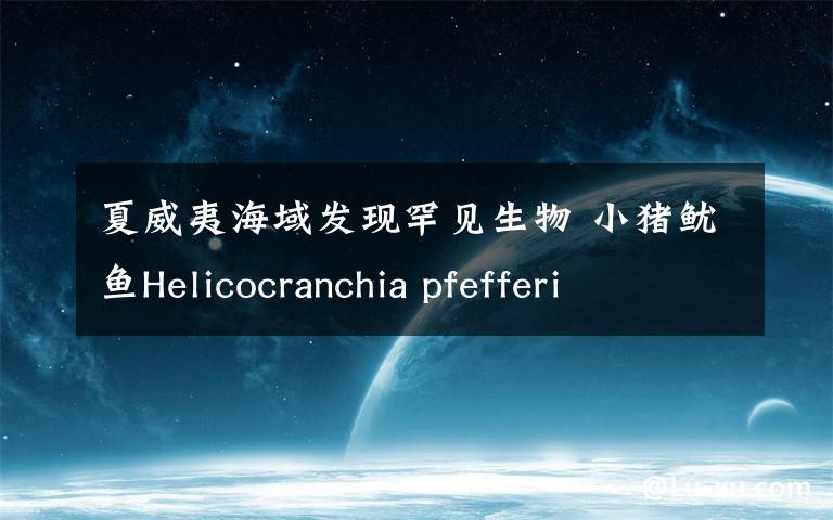 夏威夷海域发现罕见生物 小猪鱿鱼Helicocranchia pfefferi