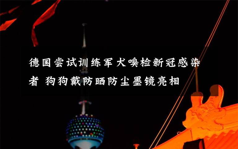 德国尝试训练军犬嗅检新冠感染者 狗狗戴防晒防尘墨镜亮相