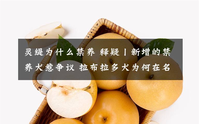 灵缇为什么禁养 释疑丨新增的禁养犬惹争议 拉布拉多犬为何在名单之中？