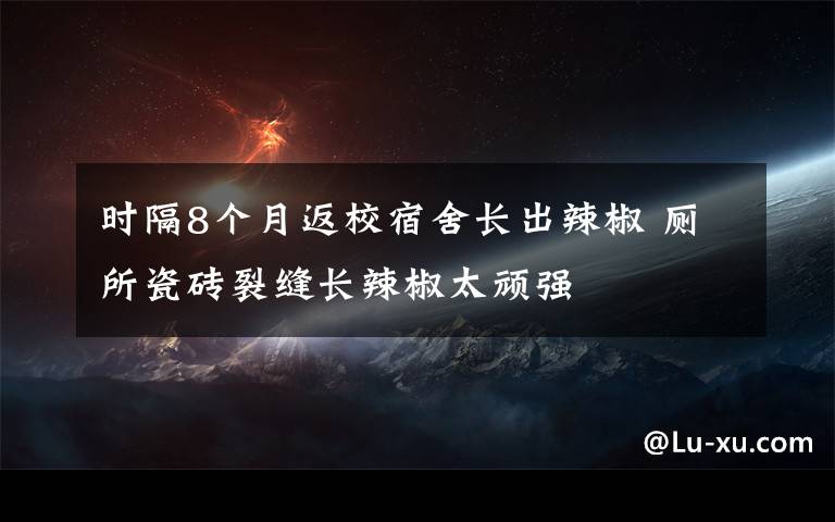 时隔8个月返校宿舍长出辣椒 厕所瓷砖裂缝长辣椒太顽强