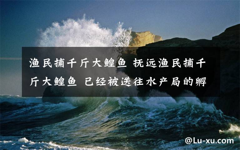 渔民捕千斤大鳇鱼 抚远渔民捕千斤大鳇鱼 已经被送往水产局的孵化繁育车间