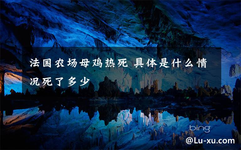 法国农场母鸡热死 具体是什么情况死了多少