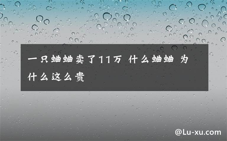 一只蛐蛐卖了11万 什么蛐蛐 为什么这么贵