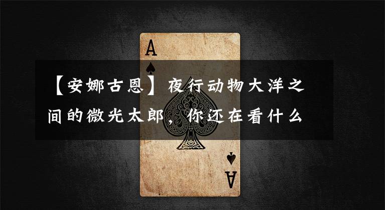 【安娜古恩】夜行动物大洋之间的微光太郎，你还在看什么？
