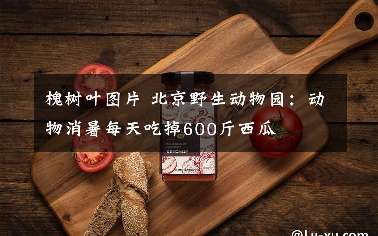 槐树叶图片 北京野生动物园：动物消暑每天吃掉600斤西瓜