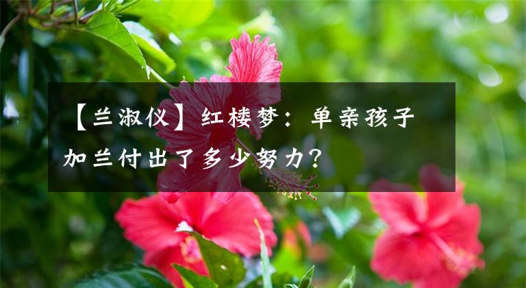 【兰淑仪】红楼梦：单亲孩子加兰付出了多少努力？