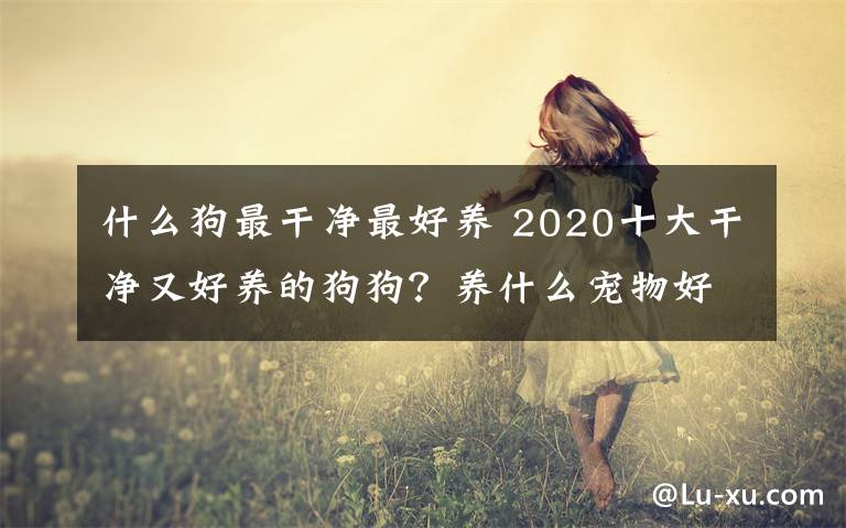 什么狗最干净最好养 2020十大干净又好养的狗狗？养什么宠物好十强排行榜