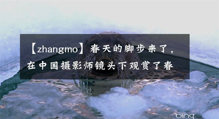 【zhangmo】春天的脚步来了，在中国摄影师镜头下观赏了春天的美景