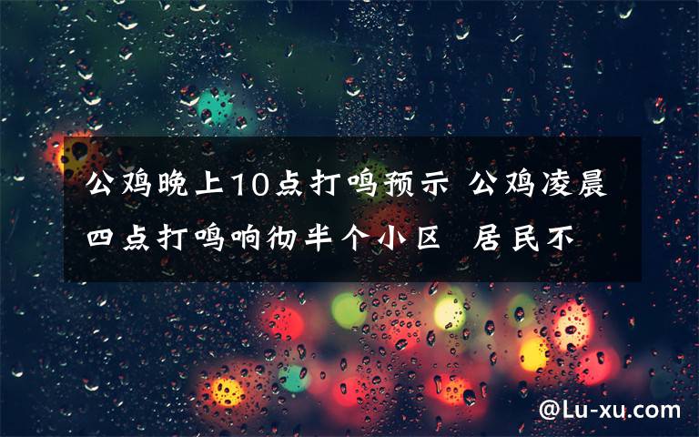 公鸡晚上10点打鸣预示 公鸡凌晨四点打鸣响彻半个小区  居民不得安宁