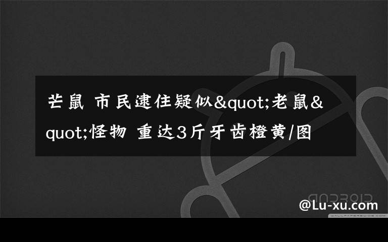 芒鼠 市民逮住疑似"老鼠"怪物 重达3斤牙齿橙黄/图