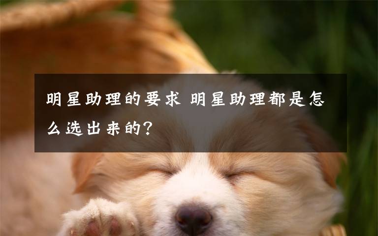 明星助理的要求 明星助理都是怎么选出来的？