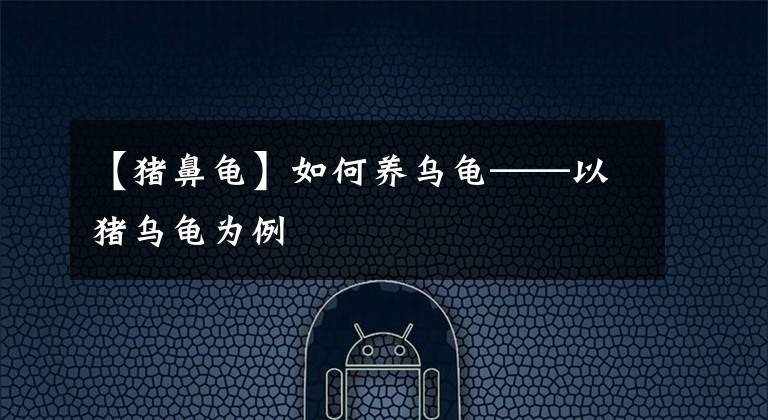 【猪鼻龟】如何养乌龟——以猪乌龟为例