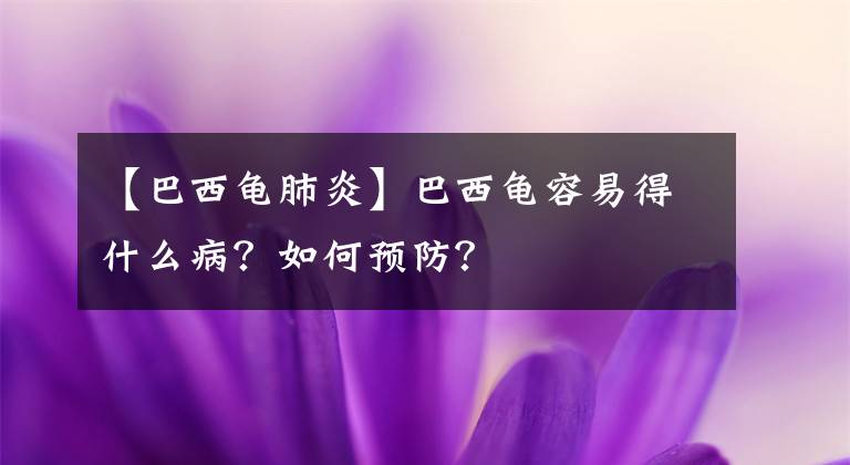 【巴西龟肺炎】巴西龟容易得什么病？如何预防？