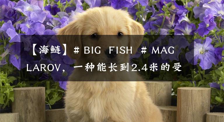 【海鲢】# BIG  FISH  # MAGLAROV，一种能长到2.4米的受欢迎海钓品种