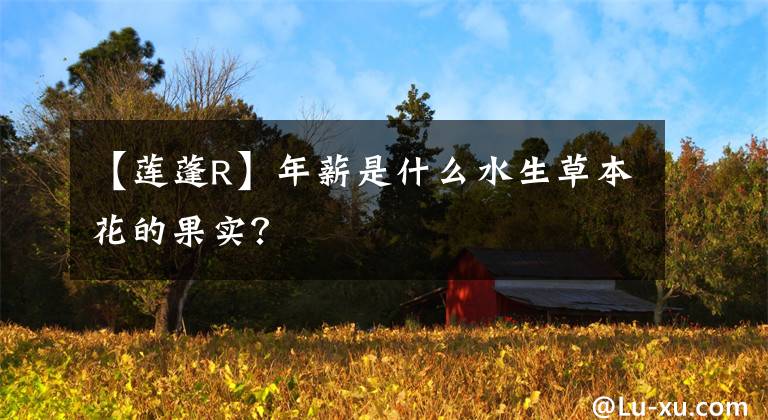 【莲蓬R】年薪是什么水生草本花的果实？