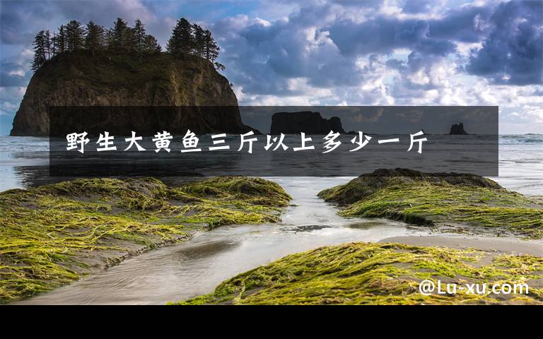 野生大黄鱼三斤以上多少一斤