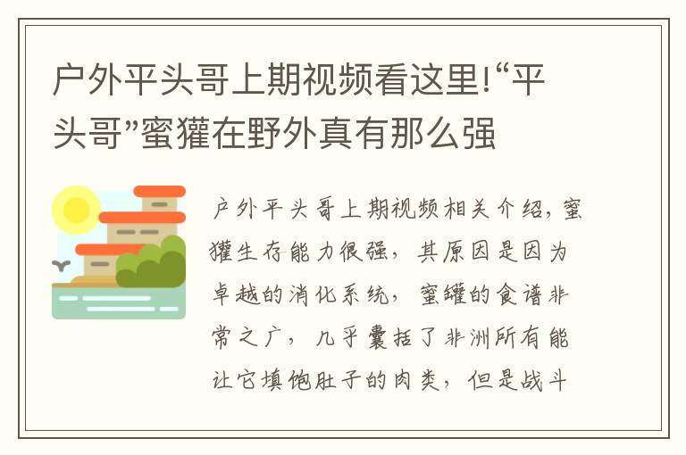 户外平头哥上期视频看这里!“平头哥"蜜獾在野外真有那么强吗？真相在这里-户外动物知识