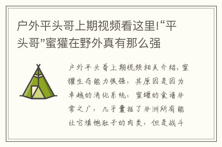 户外平头哥上期视频看这里!“平头哥"蜜獾在野外真有那么强吗？真相在这里-户外动物知识