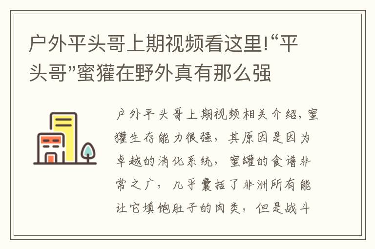 户外平头哥上期视频看这里!“平头哥"蜜獾在野外真有那么强吗？真相在这里-户外动物知识