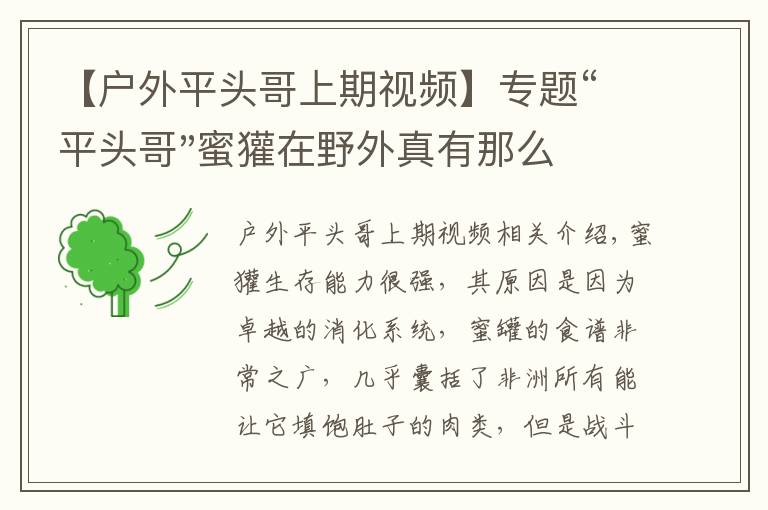 【户外平头哥上期视频】专题“平头哥"蜜獾在野外真有那么强吗？真相在这里-户外动物知识