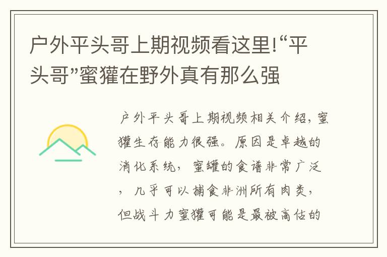 户外平头哥上期视频看这里!“平头哥"蜜獾在野外真有那么强吗？真相在这里-户外动物知识