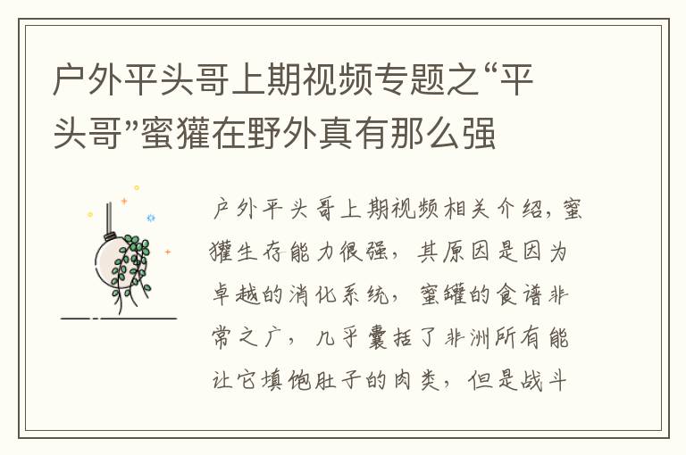 户外平头哥上期视频专题之“平头哥"蜜獾在野外真有那么强吗？真相在这里-户外动物知识