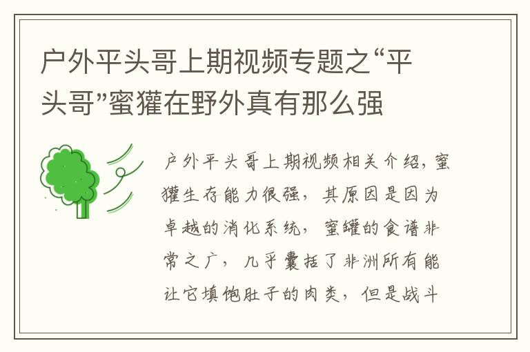 户外平头哥上期视频专题之“平头哥"蜜獾在野外真有那么强吗？真相在这里-户外动物知识