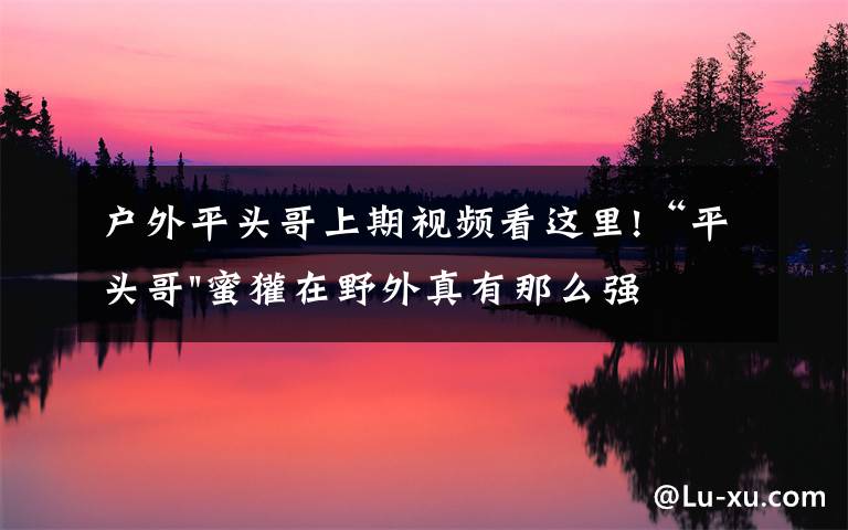 户外平头哥上期视频看这里!“平头哥"蜜獾在野外真有那么强吗？真相在这里-户外动物知识