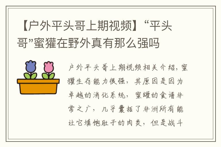 【户外平头哥上期视频】“平头哥"蜜獾在野外真有那么强吗？真相在这里-户外动物知识