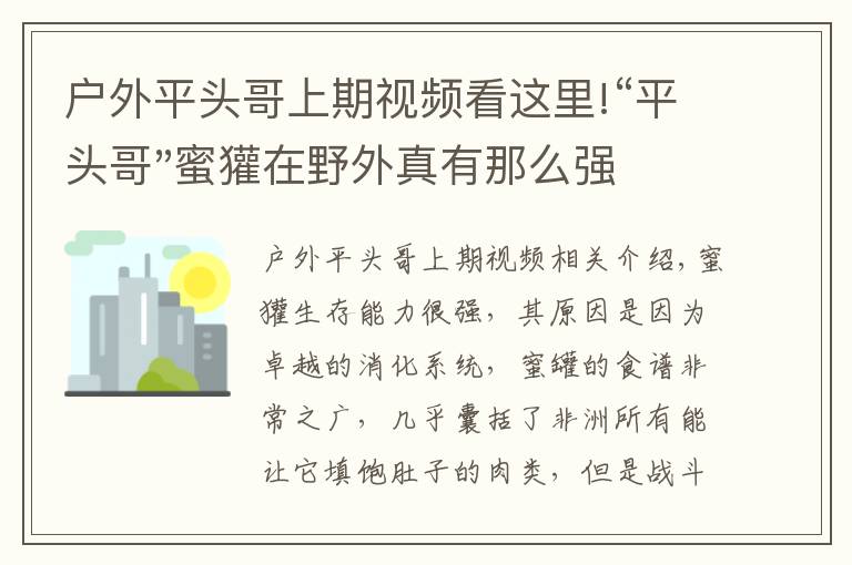 户外平头哥上期视频看这里!“平头哥"蜜獾在野外真有那么强吗？真相在这里-户外动物知识