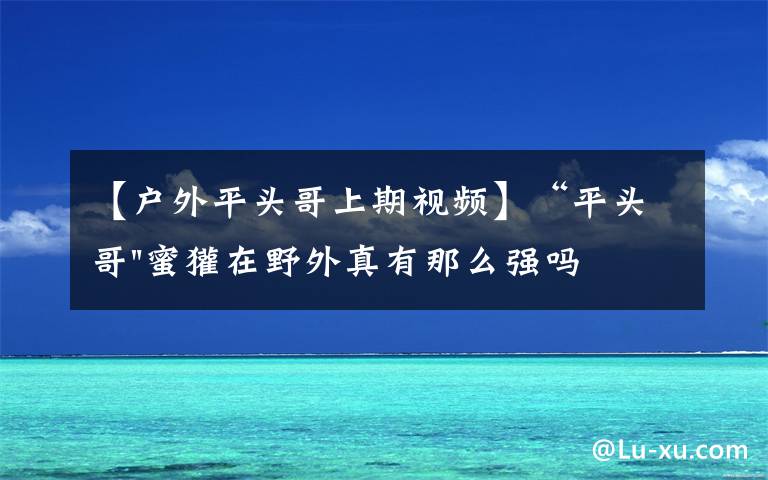 【户外平头哥上期视频】“平头哥"蜜獾在野外真有那么强吗？真相在这里-户外动物知识