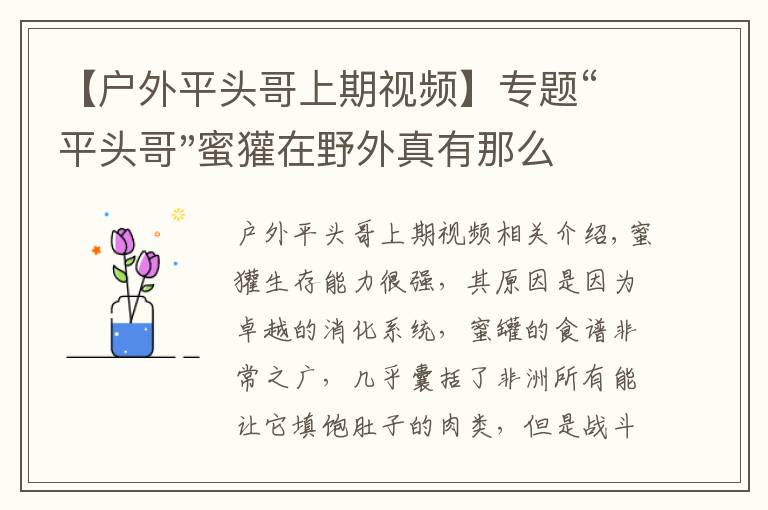 【户外平头哥上期视频】专题“平头哥"蜜獾在野外真有那么强吗？真相在这里-户外动物知识