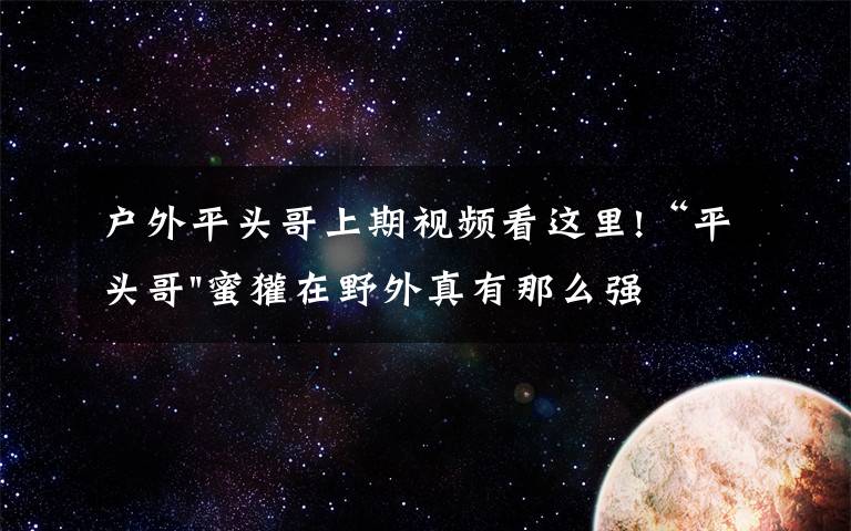 户外平头哥上期视频看这里!“平头哥"蜜獾在野外真有那么强吗？真相在这里-户外动物知识