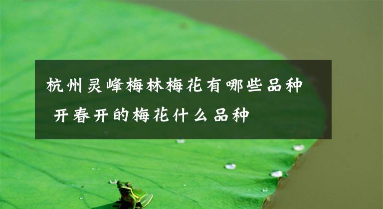 杭州灵峰梅林梅花有哪些品种 开春开的梅花什么品种