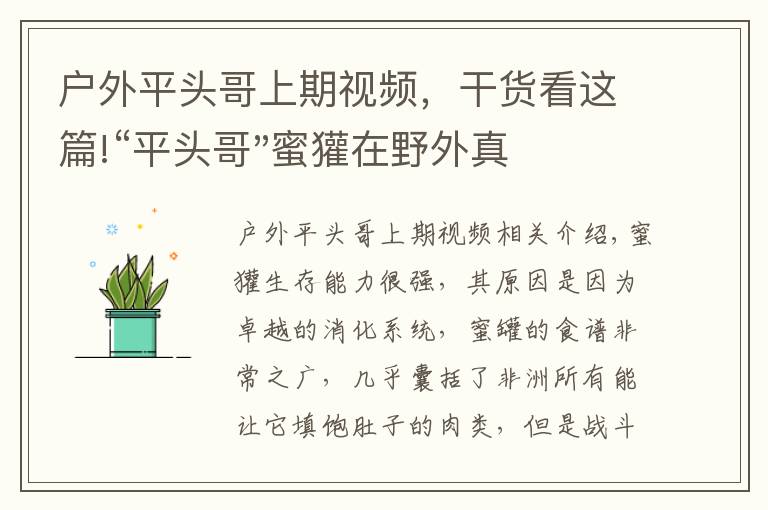 户外平头哥上期视频，干货看这篇!“平头哥"蜜獾在野外真有那么强吗？真相在这里-户外动物知识