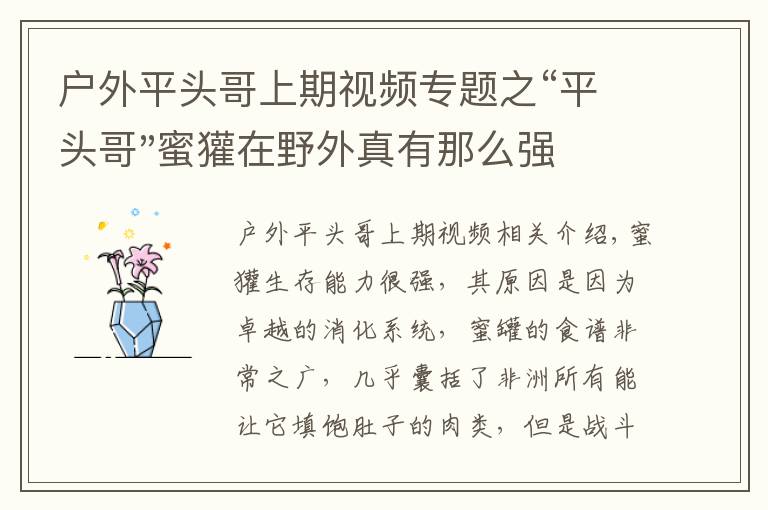 户外平头哥上期视频专题之“平头哥"蜜獾在野外真有那么强吗？真相在这里-户外动物知识