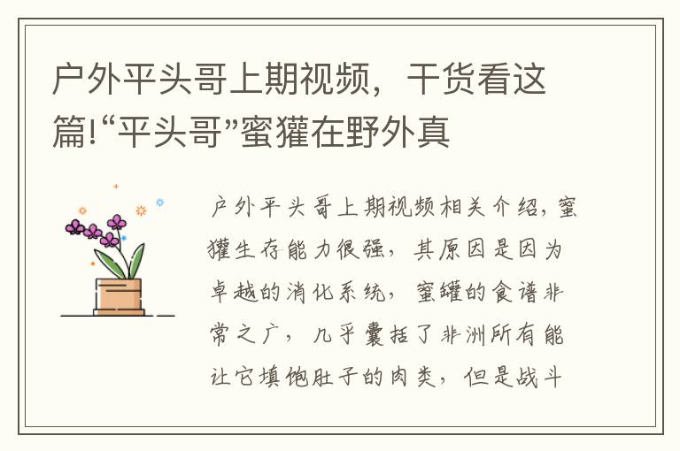 户外平头哥上期视频，干货看这篇!“平头哥"蜜獾在野外真有那么强吗？真相在这里-户外动物知识