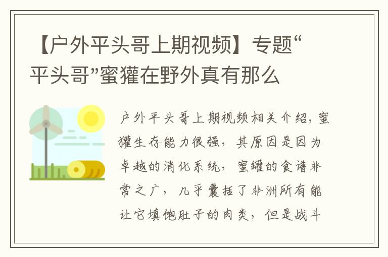 【户外平头哥上期视频】专题“平头哥"蜜獾在野外真有那么强吗？真相在这里-户外动物知识