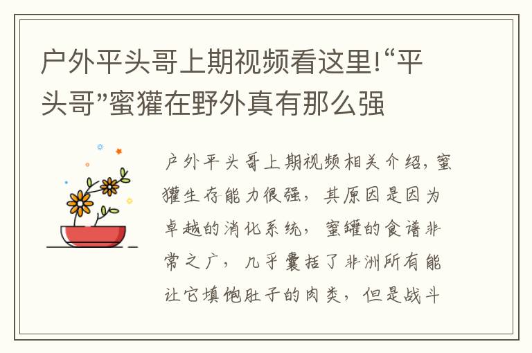 户外平头哥上期视频看这里!“平头哥"蜜獾在野外真有那么强吗？真相在这里-户外动物知识