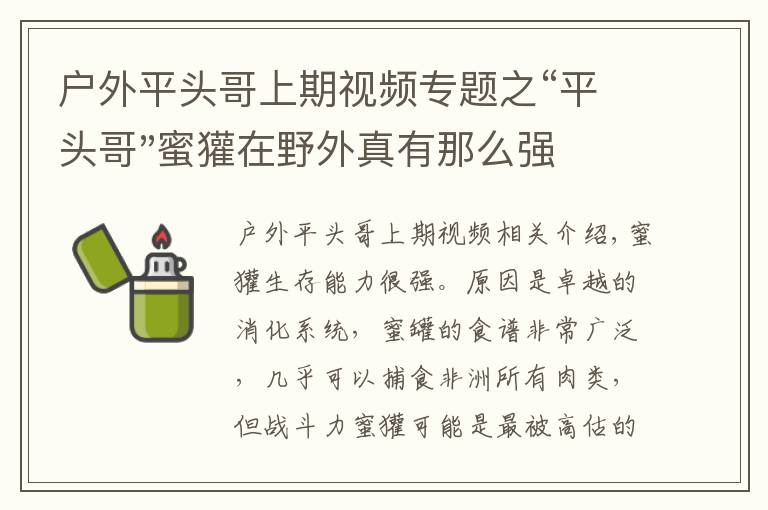 户外平头哥上期视频专题之“平头哥"蜜獾在野外真有那么强吗？真相在这里-户外动物知识