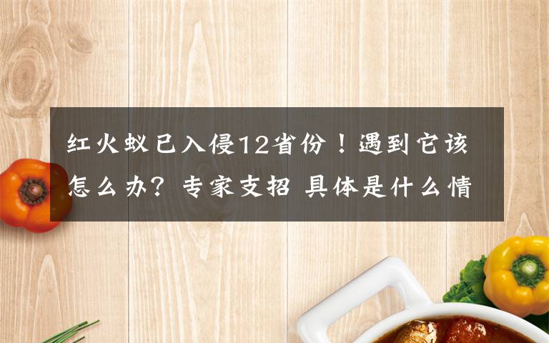 红火蚁已入侵12省份！遇到它该怎么办？专家支招 具体是什么情况？