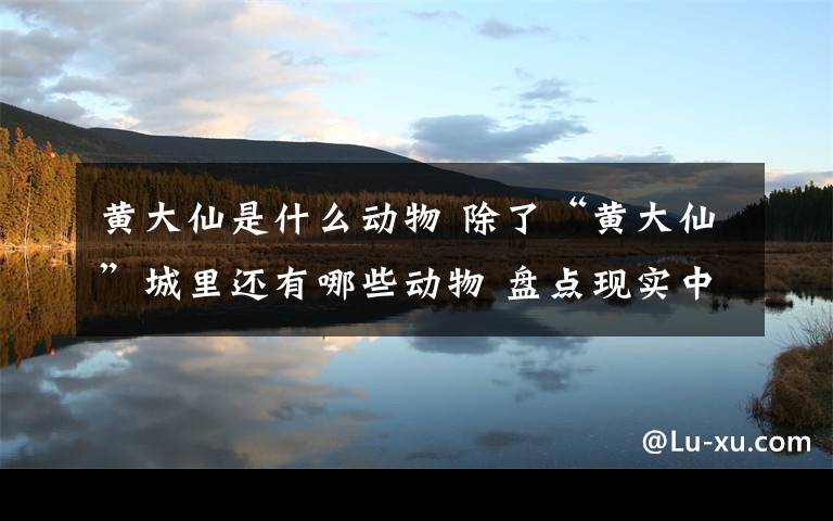 黄大仙是什么动物 除了“黄大仙”城里还有哪些动物 盘点现实中的神奇动物们