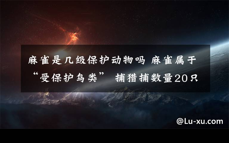 麻雀是几级保护动物吗 麻雀属于“受保护鸟类” 捕猎捕数量20只以上算犯法