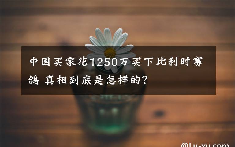 中国买家花1250万买下比利时赛鸽 真相到底是怎样的？