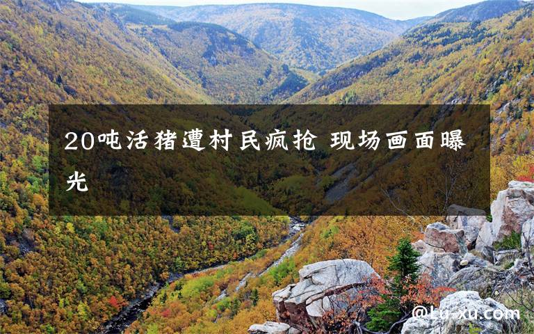 20吨活猪遭村民疯抢 现场画面曝光