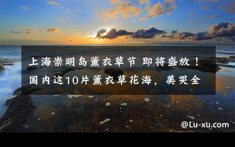 上海崇明岛薰衣草节 即将盛放！国内这10片薰衣草花海，美哭全世界！